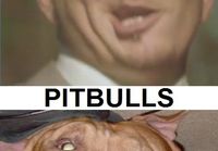 Pitbulls