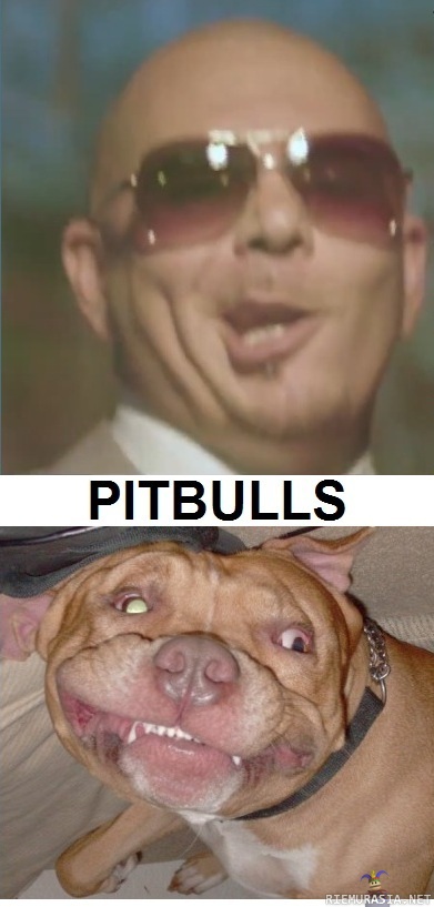 Pitbulls - Kuin kaksi marjaa