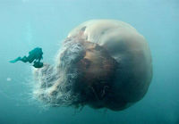 Iso meduusa