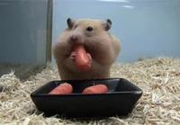 Hamsteri ahmii porkkanaa
