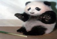 Kauhistunut panda