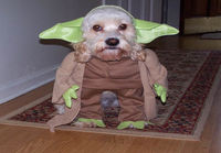 Yoda dog!!