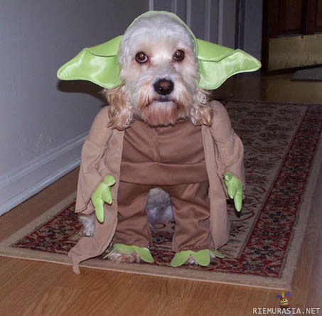 Yoda dog!! - Supercatin pahin vihollinen