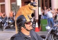 Biker-Cat