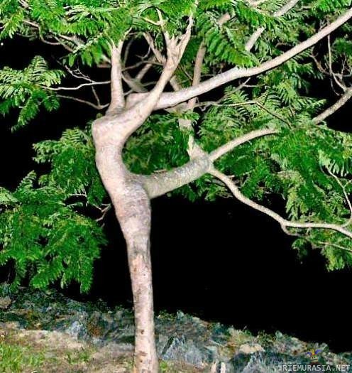 Ballerina tree