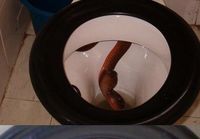 Käärme wc-pöntössä