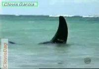 Shark Attack Prank