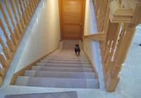 Koira kipittää portaissa