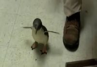 Ticklish Penguin