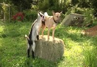 Dog Feeding Baby Goats