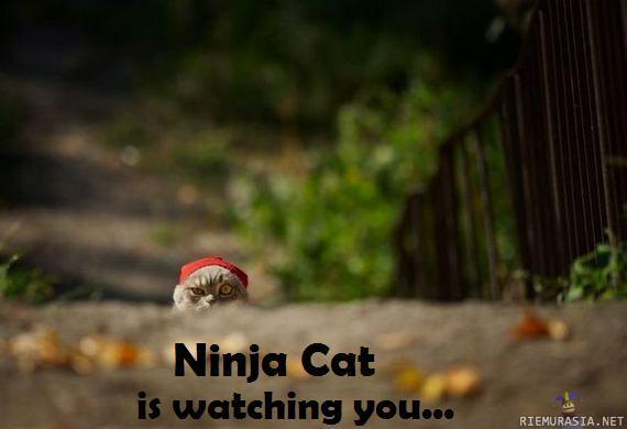 Ninja Cat - is watching you...
