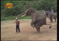 Taitava Elefantti