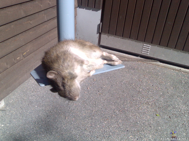 Koiran kokoinen rotta - Firman pihalta löytyi tänään kohtuullisen järeä rotta, jonka häntä oli jäänyt autotallin oven väliin. (Kuvaa ei ole muokattu)