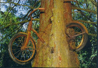Polkupyörä puun sisällä