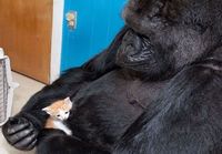 gorilla ja kissa