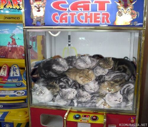 Cat Cather - mahtavat voitot..?