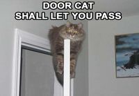 Door Cat..