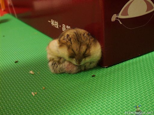 Hamsteri - Väsy väsy.