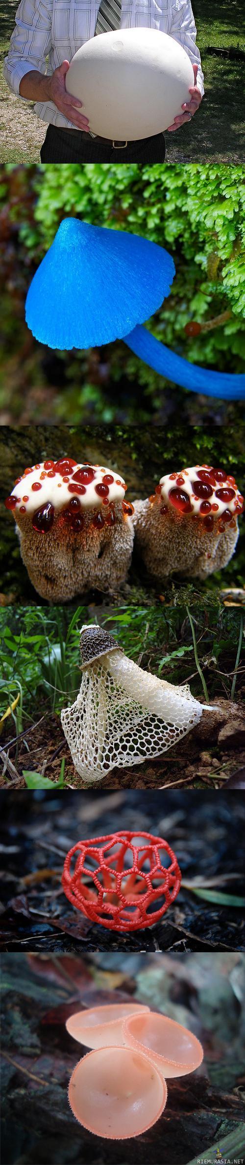 Sieniä