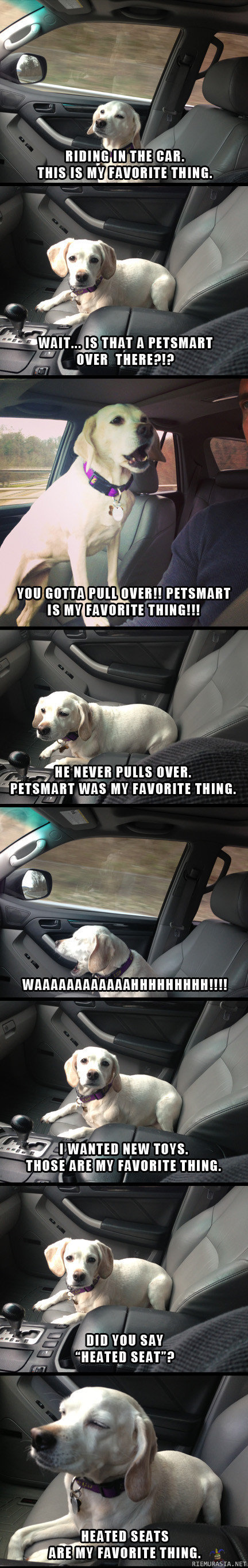 Koira autossa - samaistuin