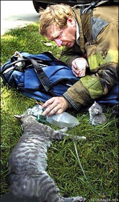 Palomies elvyttää kissaemoa - Poikanen katsoo vieressä.