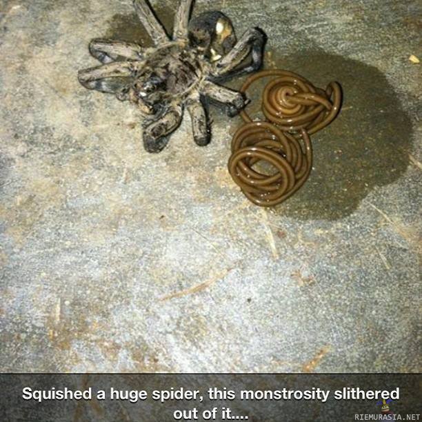 Hämähäkin masussa yllätys :3