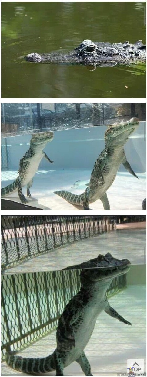 Miten krokotiili on veden alla