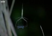Hämähäkki saalistaa verkosta tehdyllä verkolla