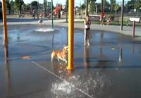 Koira tykkää vedestä