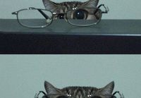 Kisse ja silmälasit