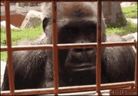 Gorilloita kiinnostaa