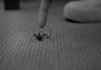 Voimakas hämähäkki