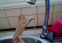 Kameleontti yrittää kiivetä vettä pitkin