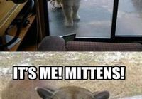 Its me, mittens