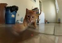 Kissat jahtaa laseria