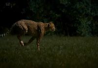 Gepardi juoksee