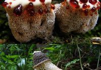Sieniä