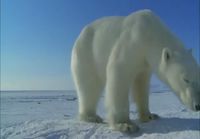Jääkarhun kuvailua