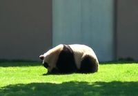 Pandat leikkii