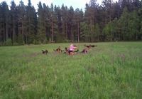 Tyttö koiriensa kanssa pellolla