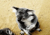 Koalat