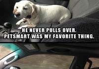 Koira autossa