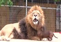 Leijonan hammasharja