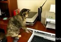 Kissat ja printterit