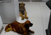 Tiikeri ja koira