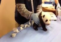 Panda huutelee