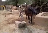 Lehmä juo vettä