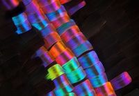 Perhosen siipi mikroskoopin alla
