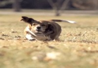 Ruttuinen koira juoksee