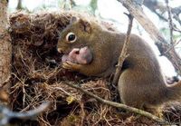 Oravavauvva